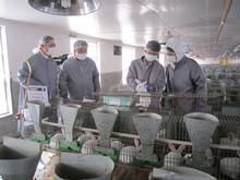 2012-2014年肉兔与獭兔市场行情分析